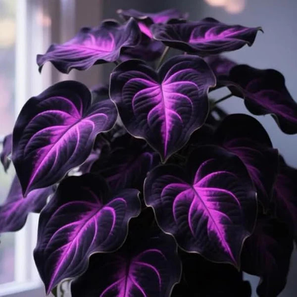 Rare Hosta Flower Seeds – Fast Growing Perennial Plant | Black Purple Lily Leaves | Ideal for Home Pot & Garden in Pakistan
