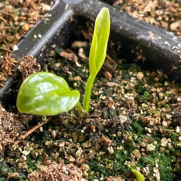 Rare Hosta Flower Seeds – Fast Growing Perennial Plant | Black Purple Lily Leaves | Ideal for Home Pot & Garden in Pakistan