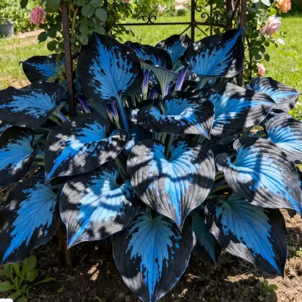 Rare Hosta Flower Seeds – Fast Growing Perennial Plant | Black Purple Lily Leaves | Ideal for Home Pot & Garden in Pakistan
