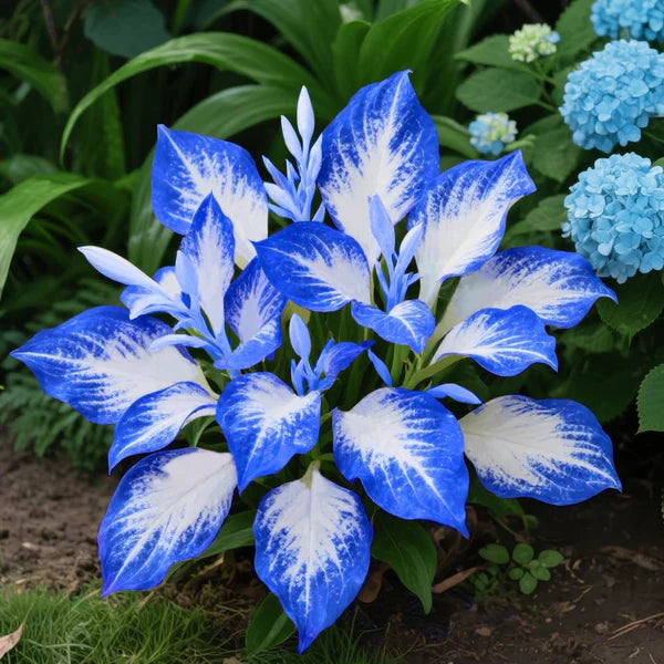 Rare Hosta Flower Seeds – Fast Growing Perennial Plant | Black Purple Lily Leaves | Ideal for Home Pot & Garden in Pakistan