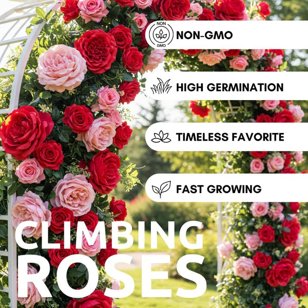 🌸 Today’s Hot Deal! Climbing Rose Vine Seeds 🌹 | Flat 50% OFF 🔥