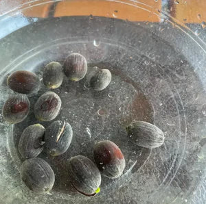 【7-Day Germination】Last Day Sale — 50% OFF! 🌱 The Sacred Bonsai Bowl Lotus Flower